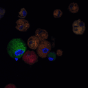 Dystrogen Therapeutics logo