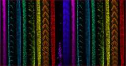 Molecular Instruments logo