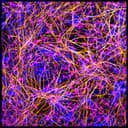 Lyterian Therapeutics logo